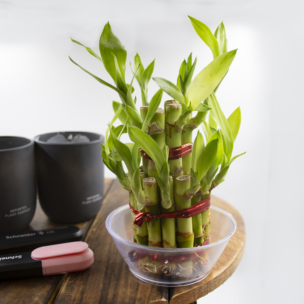 Lucky Bamboo Plant - 2 Layer