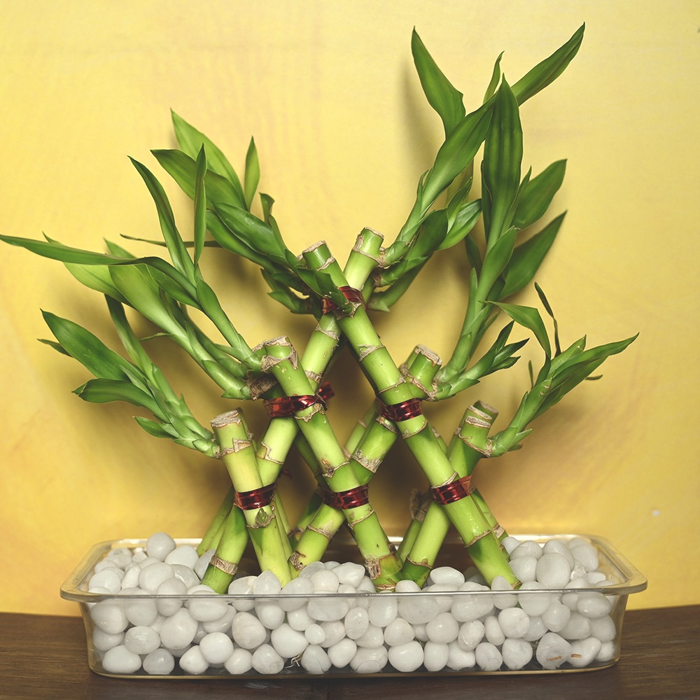 Lucky Bamboo Plant - Braided Pyramid 3 layer