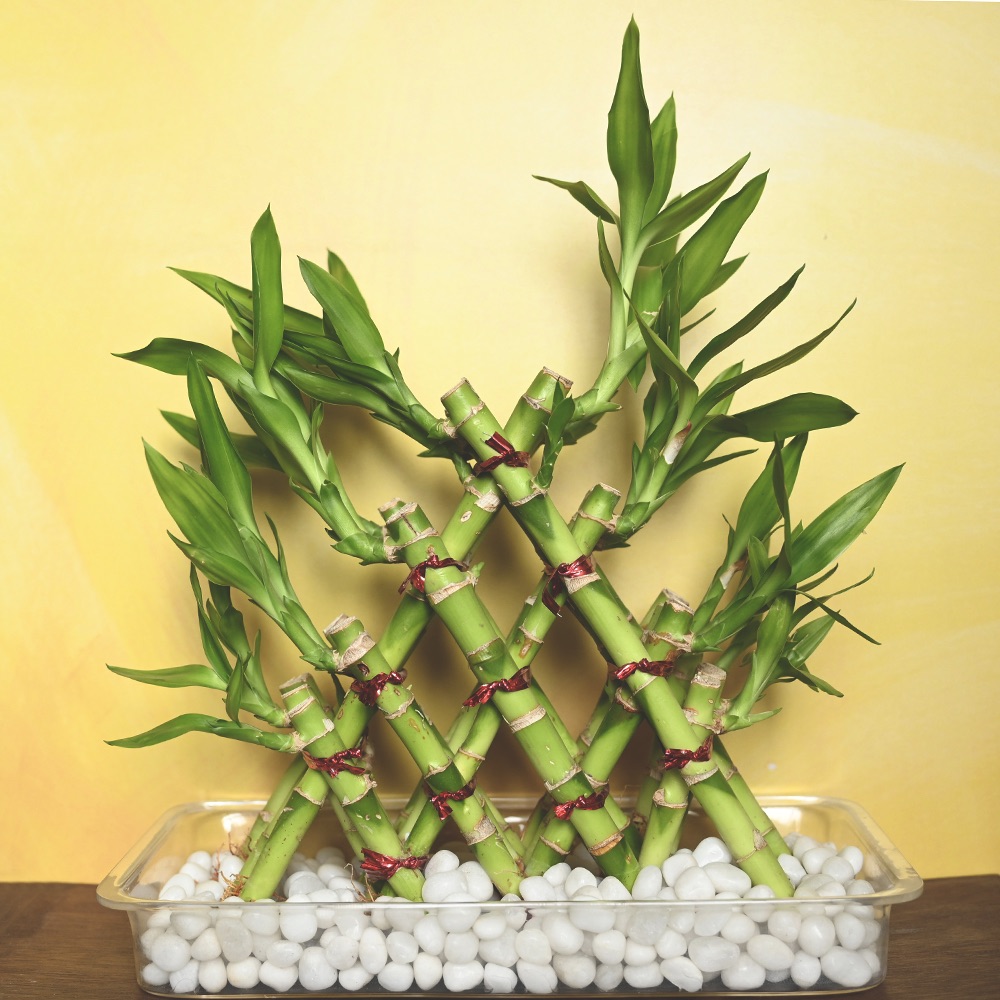 Lucky Bamboo Plant - Braided Pyramid 4 layer