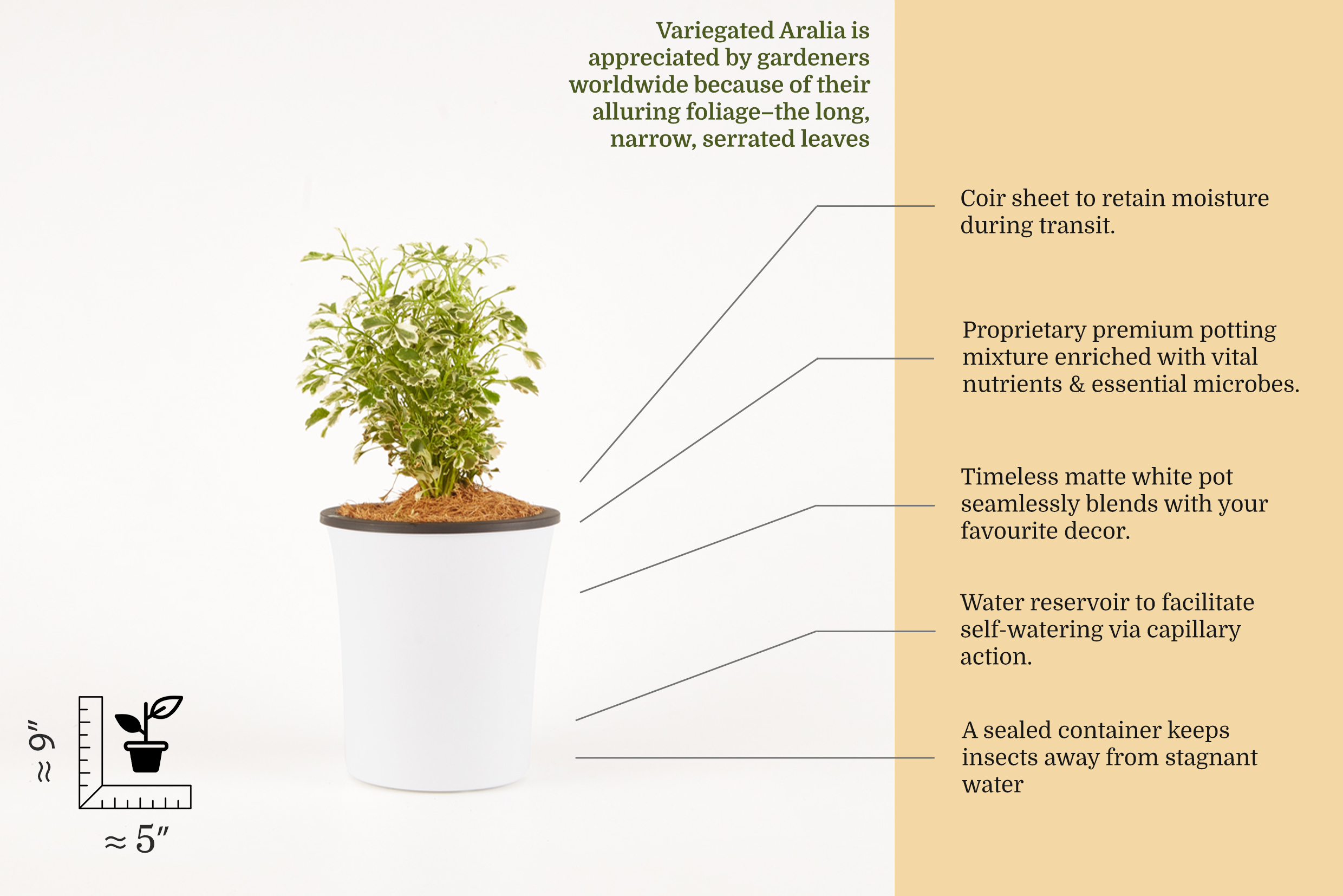 Aralia Varigated Plant