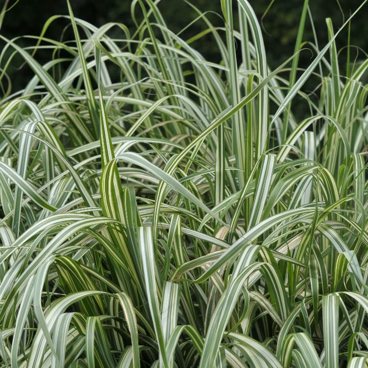 Ribbon Grass Plant