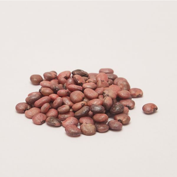 Cluster Bean