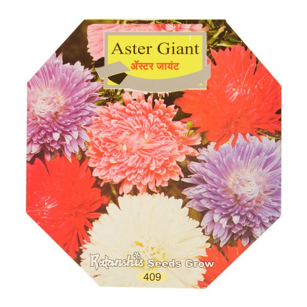 Aster Giant
