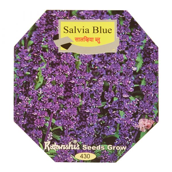 Salvia Blue