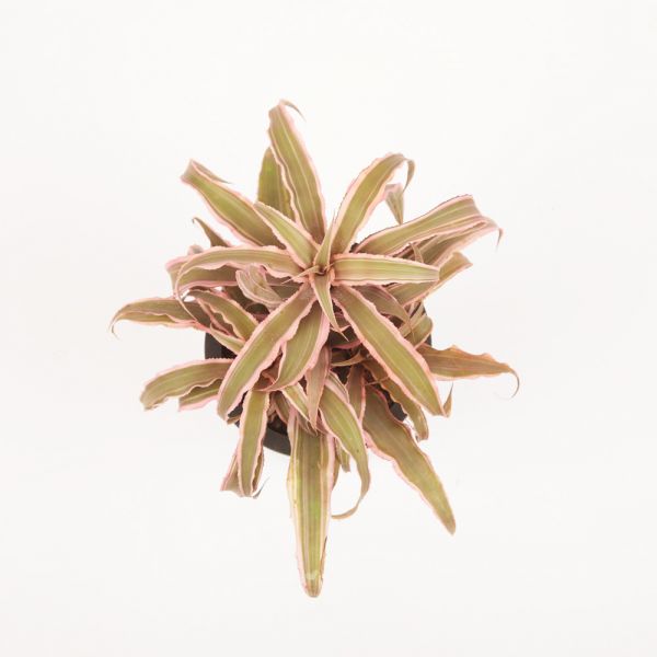 Earth Star Bromeliad Plant