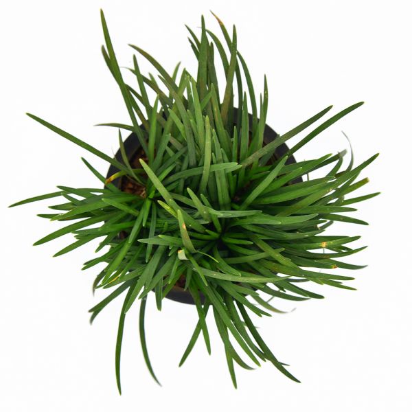 Mondo Grass Plant