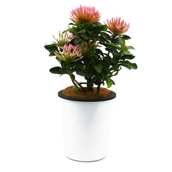 Ixora Pink Dwarf Plant