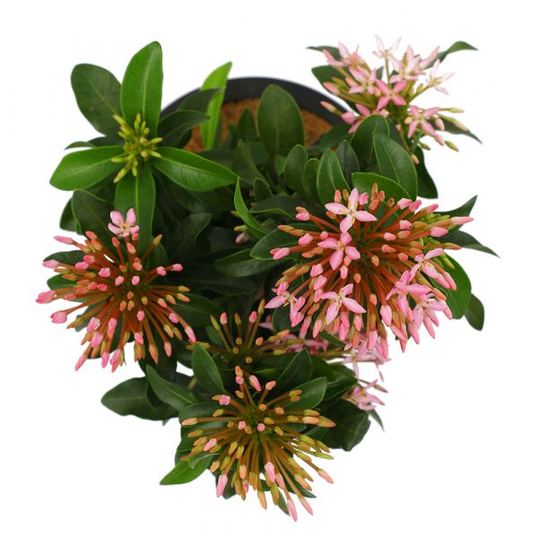 Ixora Pink Dwarf Plant