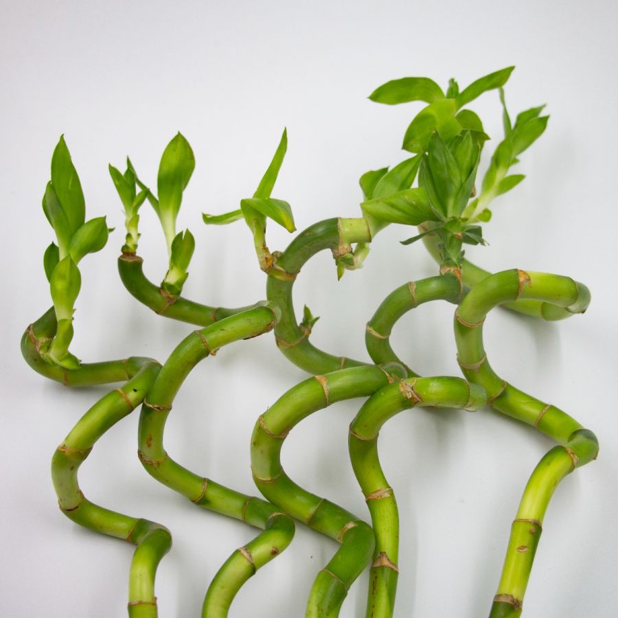 Spiral Lucky Bamboo Plant 90 cm  Bamboo Plants Online - Root Bridges