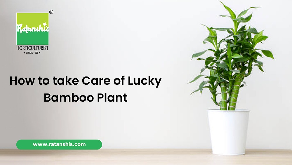 How to take Care of Lucky Bamboo Plant?