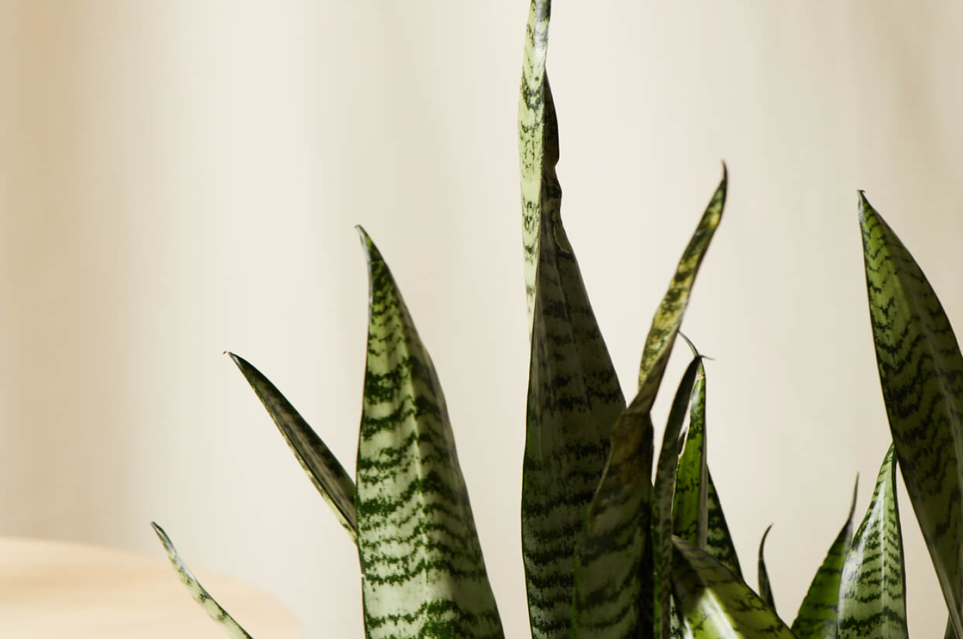 Philodendron Green Xanadu Plant